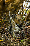 Lucy, the Black caiman, on shore, Sani Lodge, Ecuador A few hours earlier, Lucy the Black Caiman was eyeing us as we arrived at Sani Lodge:<br />
https://www.jungledragon.com/image/130339/lucy_the_black_caiman_sani_lodge_ecuador.html<br />
As we were still settling in and exploring our surrounding, Rodrigo (Sani Lodge guide) whistled, and much to our shock, Lucy catapults herself our of the water, on shore. We didn't even know she was there. A somewhat unsettling thought as I just spent at least an hour photographing around the edges of this dock. In the three days after, we would not see her again, but I'm quite sure she's seen us lots of times.<br />
<br />
https://www.jungledragon.com/image/130421/lucy_the_black_caiman_on_shore_2_sani_lodge_ecuador.html<br />
https://www.jungledragon.com/image/130420/lucy_the_black_caiman_on_shore_3_sani_lodge_ecuador.html<br />
https://www.jungledragon.com/image/130419/lucy_the_black_caiman_on_shore_4_sani_lodge_ecuador.html Black caiman,Ecuador,Ecuador 2021,Geotagged,Melanosuchus niger,Sani Lodge,South America,Spring,World,Yasuni National Park