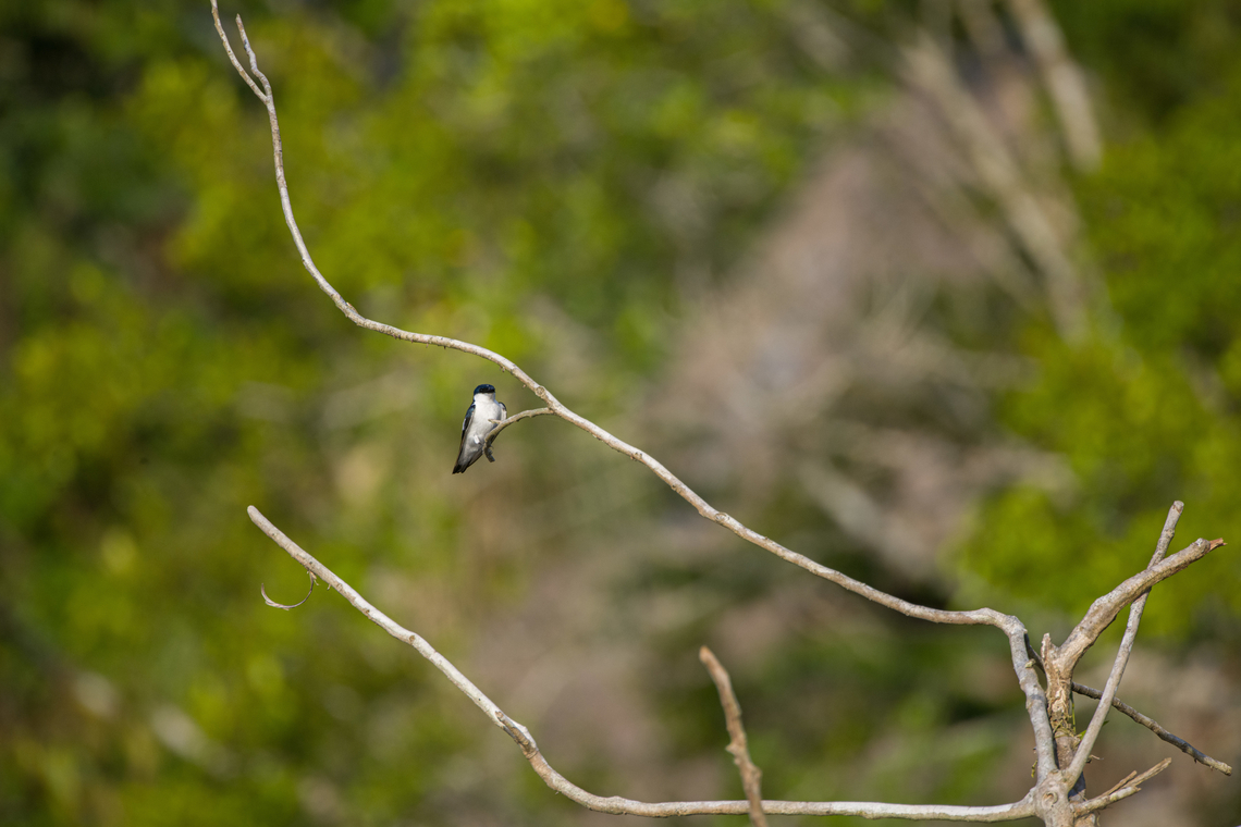 White-winged Swallow, Sani Lodge, Ecuador  Ecuador,Ecuador 2021,Geotagged,Sani Lodge,South America,Spring,Tachycineta albiventer,White-winged Swallow,World,Yasuni National Park