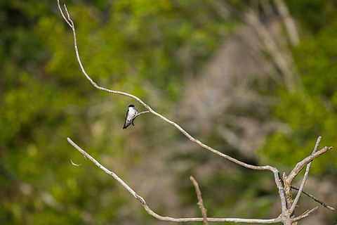 White-winged Swallow, Sani Lodge, Ecuador  Ecuador,Ecuador 2021,Geotagged,Sani Lodge,South America,Spring,Tachycineta albiventer,White-winged Swallow,World,Yasuni National Park