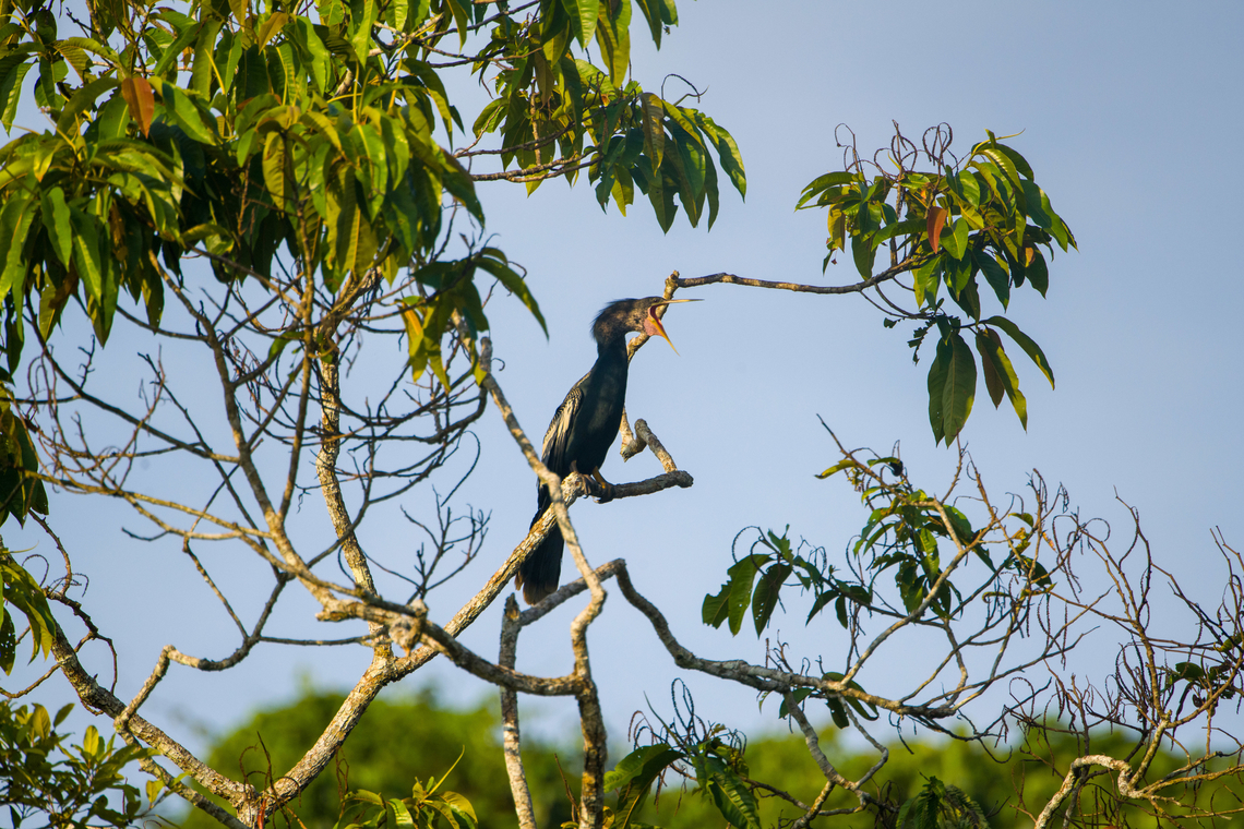Anhinga, Sani Lodge, Ecuador  Anhinga,Anhinga anhinga,Ecuador,Ecuador 2021,Geotagged,Sani Lodge,South America,Spring,World,Yasuni National Park