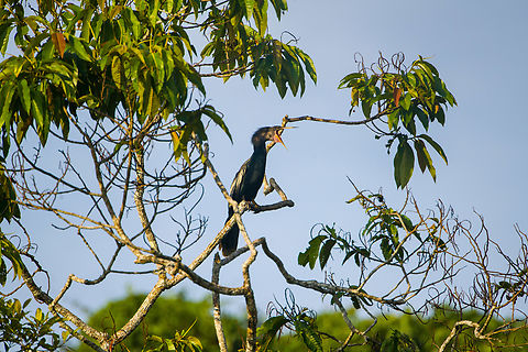 Anhinga, Sani Lodge, Ecuador  Anhinga,Anhinga anhinga,Ecuador,Ecuador 2021,Geotagged,Sani Lodge,South America,Spring,World,Yasuni National Park