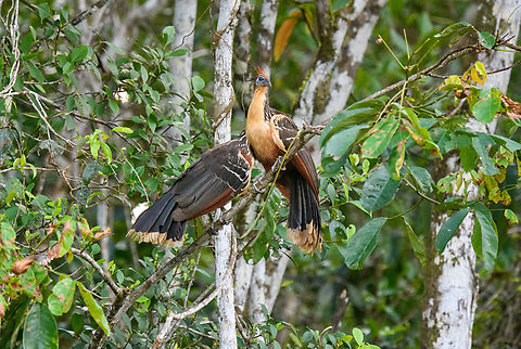 Hoatzin - couple, Sani Lodge, Ecuador They really are everywhere in this place, which is a really good sign as they only thrive is pristine lagoons. They are hard to miss as they are constantly bickering in duos or triplets and loudly and clumsily hopping on thin branches. Ecuador,Ecuador 2021,Geotagged,Hoatzin,Opisthocomus hoazin,Sani Lodge,South America,Spring,World,Yasuni National Park