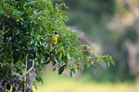 Social flycatcher, Sani Lodge, Ecuador  Ecuador,Ecuador 2021,Geotagged,Myiozetetes similis,Sani Lodge,Social flycatcher,South America,Spring,World,Yasuni National Park