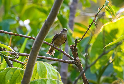 Orange-crested manakin - closeup 2, Sani Lodge, Ecuador In the moment, this bird did not come across to me as a manakin, despite our guide (from Manakin tours...what's in a name) insisting it is. It is rare in Ecuador and rarely photographed. A reason may be it being a very still bird that prefers to perch alongside black-water rivers. In other words, you're going to need a boat.

This individual does not show the orange crown, which may lead you to believe it's a female. My birds app, however, mentions that the male crown is often hidden and rarely seen in the field, so this may be a male after all, but I'm unsure.
https://www.jungledragon.com/image/130429/orange-crested_manakin_sani_lodge_ecuador.html
https://www.jungledragon.com/image/130428/orange-crested_manakin_-_closeup_1_sani_lodge_ecuador.html Ecuador,Ecuador 2021,Geotagged,Heterocercus aurantiivertex,Orange-crested manakin,Sani Lodge,South America,Spring,World,Yasuni National Park