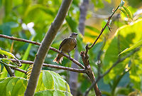 Orange-crested manakin - closeup 2, Sani Lodge, Ecuador In the moment, this bird did not come across to me as a manakin, despite our guide (from Manakin tours...what's in a name) insisting it is. It is rare in Ecuador and rarely photographed. A reason may be it being a very still bird that prefers to perch alongside black-water rivers. In other words, you're going to need a boat.<br />
<br />
This individual does not show the orange crown, which may lead you to believe it's a female. My birds app, however, mentions that the male crown is often hidden and rarely seen in the field, so this may be a male after all, but I'm unsure.<br />
https://www.jungledragon.com/image/130429/orange-crested_manakin_sani_lodge_ecuador.html<br />
https://www.jungledragon.com/image/130428/orange-crested_manakin_-_closeup_1_sani_lodge_ecuador.html Ecuador,Ecuador 2021,Geotagged,Heterocercus aurantiivertex,Orange-crested manakin,Sani Lodge,South America,Spring,World,Yasuni National Park
