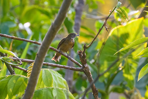 Orange-crested manakin - closeup 1, Sani Lodge, Ecuador In the moment, this bird did not come across to me as a manakin, despite our guide (from Manakin tours...what's in a name) insisting it is. It is rare in Ecuador and rarely photographed. A reason may be it being a very still bird that prefers to perch alongside black-water rivers. In other words, you're going to need a boat.

This individual does not show the orange crown, which may lead you to believe it's a female. My birds app, however, mentions that the male crown is often hidden and rarely seen in the field, so this may be a male after all, but I'm unsure.
https://www.jungledragon.com/image/130429/orange-crested_manakin_sani_lodge_ecuador.html
https://www.jungledragon.com/image/130427/orange-crested_manakin_-_closeup_2_sani_lodge_ecuador.html Ecuador,Ecuador 2021,Geotagged,Heterocercus aurantiivertex,Orange-crested manakin,Sani Lodge,South America,Spring,World,Yasuni National Park