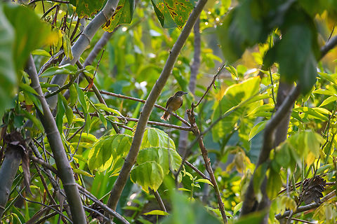 Orange-crested manakin, Sani Lodge, Ecuador In the moment, this bird did not come across to me as a manakin, despite our guide (from Manakin tours...what's in a name) insisting it is. It is rare in Ecuador and rarely photographed. A reason may be it being a very still bird that prefers to perch alongside black-water rivers. In other words, you're going to need a boat.

This individual does not show the orange crown, which may lead you to believe it's a female. My birds app, however, mentions that the male crown is often hidden and rarely seen in the field, so this may be a male after all, but I'm unsure.
https://www.jungledragon.com/image/130428/orange-crested_manakin_-_closeup_1_sani_lodge_ecuador.html
https://www.jungledragon.com/image/130427/orange-crested_manakin_-_closeup_2_sani_lodge_ecuador.html Ecuador,Ecuador 2021,Geotagged,Heterocercus aurantiivertex,Orange-crested manakin,Sani Lodge,South America,Spring,World,Yasuni National Park