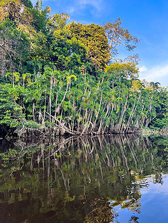 Bactris riparia - from boat 1, Sani Lodge, Ecuador A few more snaps of this species of palm tree, this time taken from a silent canoe. From the discoloration you can tell how the water was much higher before. Indeed, we visited during an exceptionally hot period with the river being very low.
https://www.jungledragon.com/image/130499/bactris_riparia_-_from_boat_2_sani_lodge_ecuador.html Bactris riparia,Ecuador,Ecuador 2021,Geotagged,Sani Lodge,South America,Spring,World,Yasuni National Park