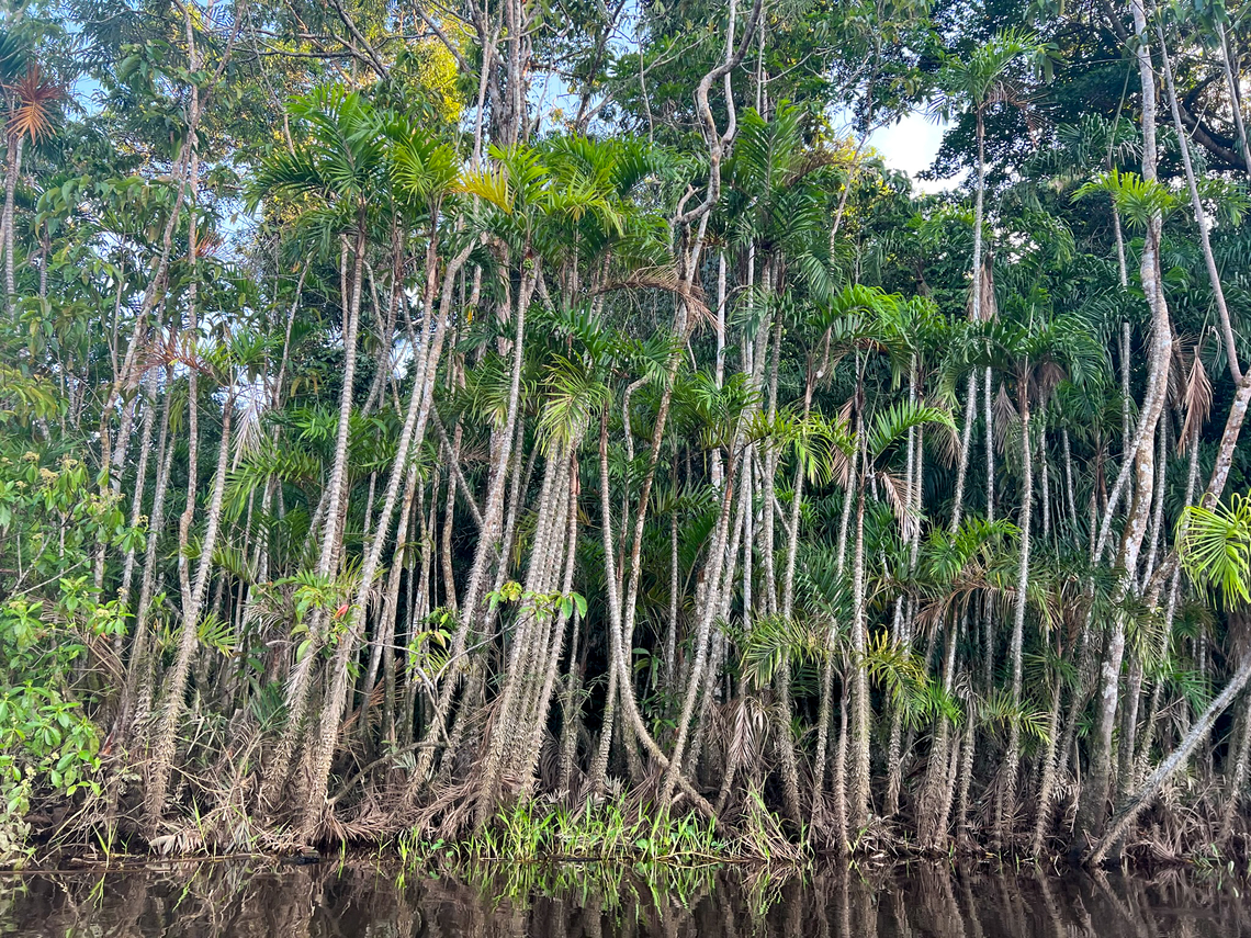 Bactris riparia - from boat 2, Sani Lodge, Ecuador A few more snaps of this species of palm tree, this time taken from a silent canoe. From the discoloration you can tell how the water was much higher before. Indeed, we visited during an exceptionally hot period with the river being very low.<br />
<figure class="photo"><a href="https://www.jungledragon.com/image/130498/bactris_riparia_-_from_boat_1_sani_lodge_ecuador.html" title="Bactris riparia - from boat 1, Sani Lodge, Ecuador"><img src="https://s3.amazonaws.com/media.jungledragon.com/images/2/130498_thumb.jpg?AWSAccessKeyId=05GMT0V3GWVNE7GGM1R2&Expires=1769040010&Signature=3QWIkrS8iUorb1l30U3RIkG7RR4%3D" width="114" height="152" alt="Bactris riparia - from boat 1, Sani Lodge, Ecuador A few more snaps of this species of palm tree, this time taken from a silent canoe. From the discoloration you can tell how the water was much higher before. Indeed, we visited during an exceptionally hot period with the river being very low.<br />
https://www.jungledragon.com/image/130499/bactris_riparia_-_from_boat_2_sani_lodge_ecuador.html Bactris riparia,Ecuador,Ecuador 2021,Geotagged,Sani Lodge,South America,Spring,World,Yasuni National Park" /></a></figure> Bactris riparia,Ecuador,Ecuador 2021,Geotagged,Sani Lodge,South America,Spring,World,Yasuni National Park