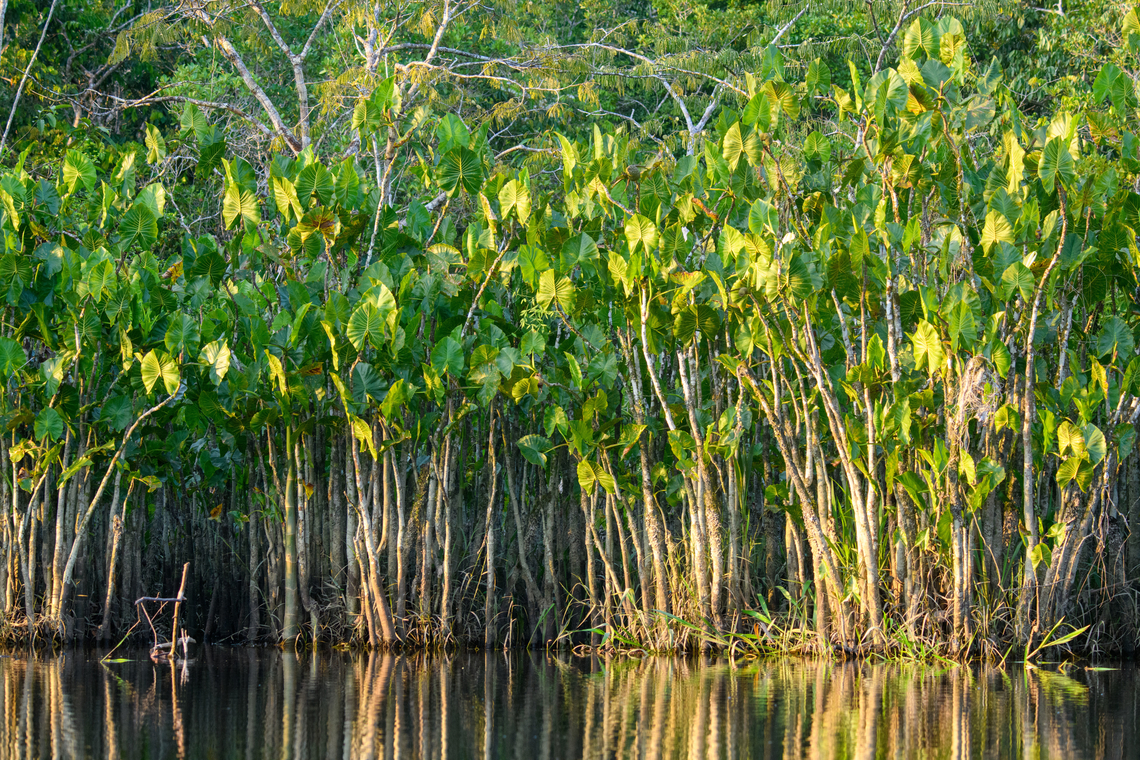 Montrichardia linifera, Sani Lodge, Ecuador  Ecuador,Ecuador 2021,Geotagged,Montrichardia linifera,Sani Lodge,South America,Spring,World,Yasuni National Park