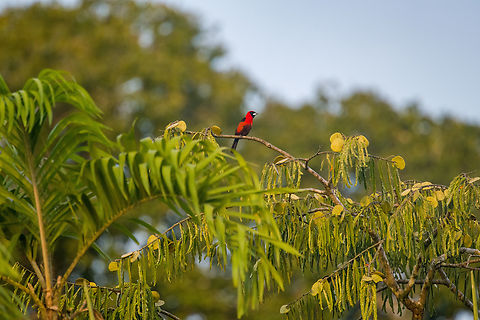Masked crimson tanager, Sani Lodge, Ecuador  Ecuador,Ecuador 2021,Geotagged,Masked crimson tanager,Ramphocelus nigrogularis,Sani Lodge,South America,Spring,World,Yasuni National Park