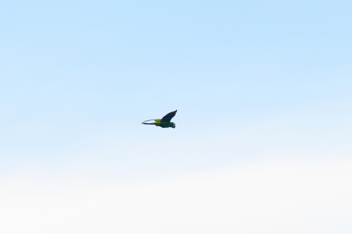 Chestnut-fronted macaw, Sani Lodge, Ecuador A so-called "registration shot". Ara severus,Chestnut-fronted macaw,Ecuador,Ecuador 2021,Geotagged,Sani Lodge,South America,Spring,World,Yasuni National Park