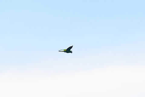 Chestnut-fronted macaw, Sani Lodge, Ecuador A so-called "registration shot". Ara severus,Chestnut-fronted macaw,Ecuador,Ecuador 2021,Geotagged,Sani Lodge,South America,Spring,World,Yasuni National Park