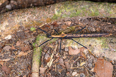 Pseudophasma bispinosum - side view, Sani Lodge, Ecuador After a flight, cab drive, 3 hour boat cruise, hike, a silent canoe trip, arrival, another hike, a sunset canoe trip, some heatstroke management and diner, sane people would lay their bones to rest. Sane people would not see this wonderful insect though, so a night tour it is.
https://www.jungledragon.com/image/130507/pseudophasma_bispinosum_sani_lodge_ecuador.html
https://www.jungledragon.com/image/130506/pseudophasma_bispinosum_-_closeup_sani_lodge_ecuador.html Ecuador,Ecuador 2021,Geotagged,Pseudophasma bispinosum,Sani Lodge,South America,Spring,World,Yasuni National Park