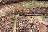 Pseudophasma bispinosum - side view, Sani Lodge, Ecuador After a flight, cab drive, 3 hour boat cruise, hike, a silent canoe trip, arrival, another hike, a sunset canoe trip, some heatstroke management and diner, sane people would lay their bones to rest. Sane people would not see this wonderful insect though, so a night tour it is.<br />
https://www.jungledragon.com/image/130507/pseudophasma_bispinosum_sani_lodge_ecuador.html<br />
https://www.jungledragon.com/image/130506/pseudophasma_bispinosum_-_closeup_sani_lodge_ecuador.html Ecuador,Ecuador 2021,Geotagged,Pseudophasma bispinosum,Sani Lodge,South America,Spring,World,Yasuni National Park
