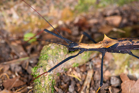 Pseudophasma bispinosum - closeup, Sani Lodge, Ecuador After a flight, cab drive, 3 hour boat cruise, hike, a silent canoe trip, arrival, another hike, a sunset canoe trip, some heatstroke management and diner, sane people would lay their bones to rest. Sane people would not see this wonderful insect though, so a night tour it is.
https://www.jungledragon.com/image/130507/pseudophasma_bispinosum_sani_lodge_ecuador.html
https://www.jungledragon.com/image/130505/pseudophasma_bispinosum_-_side_view_sani_lodge_ecuador.html Ecuador,Ecuador 2021,Geotagged,Pseudophasma bispinosum,Sani Lodge,South America,Spring,World,Yasuni National Park