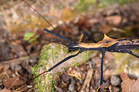 Pseudophasma bispinosum - closeup, Sani Lodge, Ecuador After a flight, cab drive, 3 hour boat cruise, hike, a silent canoe trip, arrival, another hike, a sunset canoe trip, some heatstroke management and diner, sane people would lay their bones to rest. Sane people would not see this wonderful insect though, so a night tour it is.<br />
https://www.jungledragon.com/image/130507/pseudophasma_bispinosum_sani_lodge_ecuador.html<br />
https://www.jungledragon.com/image/130505/pseudophasma_bispinosum_-_side_view_sani_lodge_ecuador.html Ecuador,Ecuador 2021,Geotagged,Pseudophasma bispinosum,Sani Lodge,South America,Spring,World,Yasuni National Park