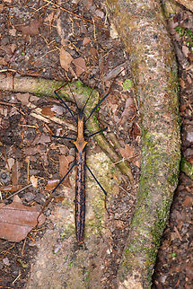 Pseudophasma bispinosum, Sani Lodge, Ecuador After a flight, cab drive, 3 hour boat cruise, hike, a silent canoe trip, arrival, another hike, a sunset canoe trip, some heatstroke management and diner, sane people would lay their bones to rest. Sane people would not see this wonderful insect though, so a night tour it is.
https://www.jungledragon.com/image/130505/pseudophasma_bispinosum_-_side_view_sani_lodge_ecuador.html
https://www.jungledragon.com/image/130506/pseudophasma_bispinosum_-_closeup_sani_lodge_ecuador.html Ecuador,Ecuador 2021,Geotagged,Pseudophasma bispinosum,Sani Lodge,South America,Spring,World,Yasuni National Park