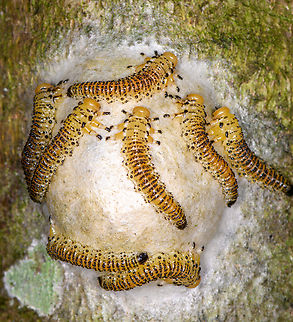 Yellow sawfly larvae (Arge sp.) on egg mass - closeup, Sani Lodge, Ecuador Not really sure what they, any takers?
https://www.jungledragon.com/image/130615/yellow_larvae_on_egg_mass_sani_lodge_ecuador.html Ecuador,Ecuador 2021,Geotagged,Sani Lodge,South America,Spring,World,Yasuni National Park