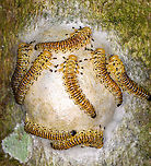 Yellow sawfly larvae (Arge sp.) on egg mass - closeup, Sani Lodge, Ecuador Not really sure what they, any takers?<br />
https://www.jungledragon.com/image/130615/yellow_larvae_on_egg_mass_sani_lodge_ecuador.html Ecuador,Ecuador 2021,Geotagged,Sani Lodge,South America,Spring,World,Yasuni National Park