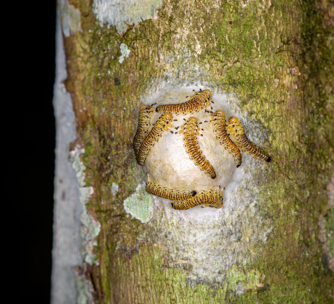 Yellow sawfly larvae (Arge sp.) on egg mass, Sani Lodge, Ecuador Not really sure what they, any takers?<br />
<figure class="photo"><a href="https://www.jungledragon.com/image/130614/yellow_sawfly_larvae_arge_sp._on_egg_mass_-_closeup_sani_lodge_ecuador.html" title="Yellow sawfly larvae (Arge sp.) on egg mass - closeup, Sani Lodge, Ecuador"><img src="https://s3.amazonaws.com/media.jungledragon.com/images/2/130614_thumb.jpg?AWSAccessKeyId=05GMT0V3GWVNE7GGM1R2&Expires=1761782410&Signature=XDNu%2BJI50Gw5vWIODn2IqDzLfpk%3D" width="140" height="152" alt="Yellow sawfly larvae (Arge sp.) on egg mass - closeup, Sani Lodge, Ecuador Not really sure what they, any takers?<br />
https://www.jungledragon.com/image/130615/yellow_larvae_on_egg_mass_sani_lodge_ecuador.html Ecuador,Ecuador 2021,Geotagged,Sani Lodge,South America,Spring,World,Yasuni National Park" /></a></figure> Ecuador,Ecuador 2021,Geotagged,Sani Lodge,South America,Spring,World,Yasuni National Park