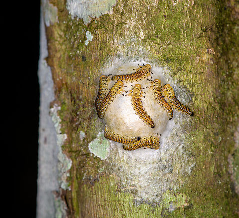 Yellow sawfly larvae (Arge sp.) on egg mass, Sani Lodge, Ecuador Not really sure what they, any takers?
https://www.jungledragon.com/image/130614/yellow_larvae_on_egg_mass_-_closeup_sani_lodge_ecuador.html Ecuador,Ecuador 2021,Geotagged,Sani Lodge,South America,Spring,World,Yasuni National Park