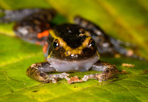 Painted Antnest Frog - frontal, Sani Lodge, Ecuador The frog is named after the peculiar behavior where they nest directly inside the massive nests of leafcutter ants..and somehow get away with it unharmed. The dominant theory for now is that they emit a chemical that signals the ants not to attack. However it works, it provides an ultra safe nesting site as nobody messes with leafcutters, they are the largest animal society on the planet, after humans.

It would still spent most of his life outside the nest where it deploys another tactic: it mimics a particular poison frog, thereby making predation not attractive.
https://www.jungledragon.com/image/130618/painted_antnest_frog_-_top_view_sani_lodge_ecuador.html
https://www.jungledragon.com/image/130617/painted_antnest_frog_sani_lodge_ecuador.html Ecuador,Ecuador 2021,Geotagged,Lithodytes lineatus,Painted Antnest Frog,Sani Lodge,South America,Spring,World,Yasuni National Park