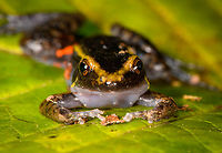 Painted Antnest Frog - frontal, Sani Lodge, Ecuador The frog is named after the peculiar behavior where they nest directly inside the massive nests of leafcutter ants..and somehow get away with it unharmed. The dominant theory for now is that they emit a chemical that signals the ants not to attack. However it works, it provides an ultra safe nesting site as nobody messes with leafcutters, they are the largest animal society on the planet, after humans.<br />
<br />
It would still spent most of his life outside the nest where it deploys another tactic: it mimics a particular poison frog, thereby making predation not attractive.<br />
https://www.jungledragon.com/image/130618/painted_antnest_frog_-_top_view_sani_lodge_ecuador.html<br />
https://www.jungledragon.com/image/130617/painted_antnest_frog_sani_lodge_ecuador.html Ecuador,Ecuador 2021,Geotagged,Lithodytes lineatus,Painted Antnest Frog,Sani Lodge,South America,Spring,World,Yasuni National Park