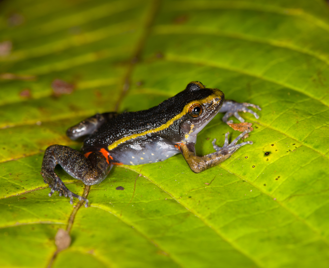 Painted Antnest Frog, Sani Lodge, Ecuador The frog is named after the peculiar behavior where they nest directly inside the massive nests of leafcutter ants..and somehow get away with it unharmed. The dominant theory for now is that they emit a chemical that signals the ants not to attack. However it works, it provides an ultra safe nesting site as nobody messes with leafcutters, they are the largest animal society on the planet, after humans.<br />
<br />
It would still spent most of his life outside the nest where it deploys another tactic: it mimics a particular poison frog, thereby making predation not attractive.<br />
<figure class="photo"><a href="https://www.jungledragon.com/image/130618/painted_antnest_frog_-_top_view_sani_lodge_ecuador.html" title="Painted Antnest Frog - top view, Sani Lodge, Ecuador"><img src="https://s3.amazonaws.com/media.jungledragon.com/images/2/130618_thumb.jpg?AWSAccessKeyId=05GMT0V3GWVNE7GGM1R2&Expires=1759968010&Signature=%2BfQzFQ9lm2kz%2FulMGXHPppCwkX0%3D" width="152" height="152" alt="Painted Antnest Frog - top view, Sani Lodge, Ecuador The frog is named after the peculiar behavior where they nest directly inside the massive nests of leafcutter ants..and somehow get away with it unharmed. The dominant theory for now is that they emit a chemical that signals the ants not to attack. However it works, it provides an ultra safe nesting site as nobody messes with leafcutters, they are the largest animal society on the planet, after humans.<br />
<br />
It would still spent most of his life outside the nest where it deploys another tactic: it mimics a particular poison frog, thereby making predation not attractive.<br />
https://www.jungledragon.com/image/130617/painted_antnest_frog_sani_lodge_ecuador.html<br />
https://www.jungledragon.com/image/130616/painted_antnest_frog_-_frontal_sani_lodge_ecuador.html Ecuador,Ecuador 2021,Geotagged,Lithodytes lineatus,Painted Antnest Frog,Sani Lodge,South America,Spring,World,Yasuni National Park" /></a></figure><br />
<figure class="photo"><a href="https://www.jungledragon.com/image/130616/painted_antnest_frog_-_frontal_sani_lodge_ecuador.html" title="Painted Antnest Frog - frontal, Sani Lodge, Ecuador"><img src="https://s3.amazonaws.com/media.jungledragon.com/images/2/130616_thumb.jpg?AWSAccessKeyId=05GMT0V3GWVNE7GGM1R2&Expires=1759968010&Signature=AJgR27LONVs9X6PNFq2QgYxtfsQ%3D" width="200" height="138" alt="Painted Antnest Frog - frontal, Sani Lodge, Ecuador The frog is named after the peculiar behavior where they nest directly inside the massive nests of leafcutter ants..and somehow get away with it unharmed. The dominant theory for now is that they emit a chemical that signals the ants not to attack. However it works, it provides an ultra safe nesting site as nobody messes with leafcutters, they are the largest animal society on the planet, after humans.<br />
<br />
It would still spent most of his life outside the nest where it deploys another tactic: it mimics a particular poison frog, thereby making predation not attractive.<br />
https://www.jungledragon.com/image/130618/painted_antnest_frog_-_top_view_sani_lodge_ecuador.html<br />
https://www.jungledragon.com/image/130617/painted_antnest_frog_sani_lodge_ecuador.html Ecuador,Ecuador 2021,Geotagged,Lithodytes lineatus,Painted Antnest Frog,Sani Lodge,South America,Spring,World,Yasuni National Park" /></a></figure> Ecuador,Ecuador 2021,Geotagged,Lithodytes,Lithodytes lineatus,Sani Lodge,South America,Spring,World,Yasuni National Park