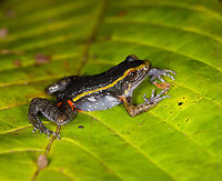 Painted Antnest Frog, Sani Lodge, Ecuador The frog is named after the peculiar behavior where they nest directly inside the massive nests of leafcutter ants..and somehow get away with it unharmed. The dominant theory for now is that they emit a chemical that signals the ants not to attack. However it works, it provides an ultra safe nesting site as nobody messes with leafcutters, they are the largest animal society on the planet, after humans.<br />
<br />
It would still spent most of his life outside the nest where it deploys another tactic: it mimics a particular poison frog, thereby making predation not attractive.<br />
https://www.jungledragon.com/image/130618/painted_antnest_frog_-_top_view_sani_lodge_ecuador.html<br />
https://www.jungledragon.com/image/130616/painted_antnest_frog_-_frontal_sani_lodge_ecuador.html Ecuador,Ecuador 2021,Geotagged,Lithodytes,Lithodytes lineatus,Sani Lodge,South America,Spring,World,Yasuni National Park