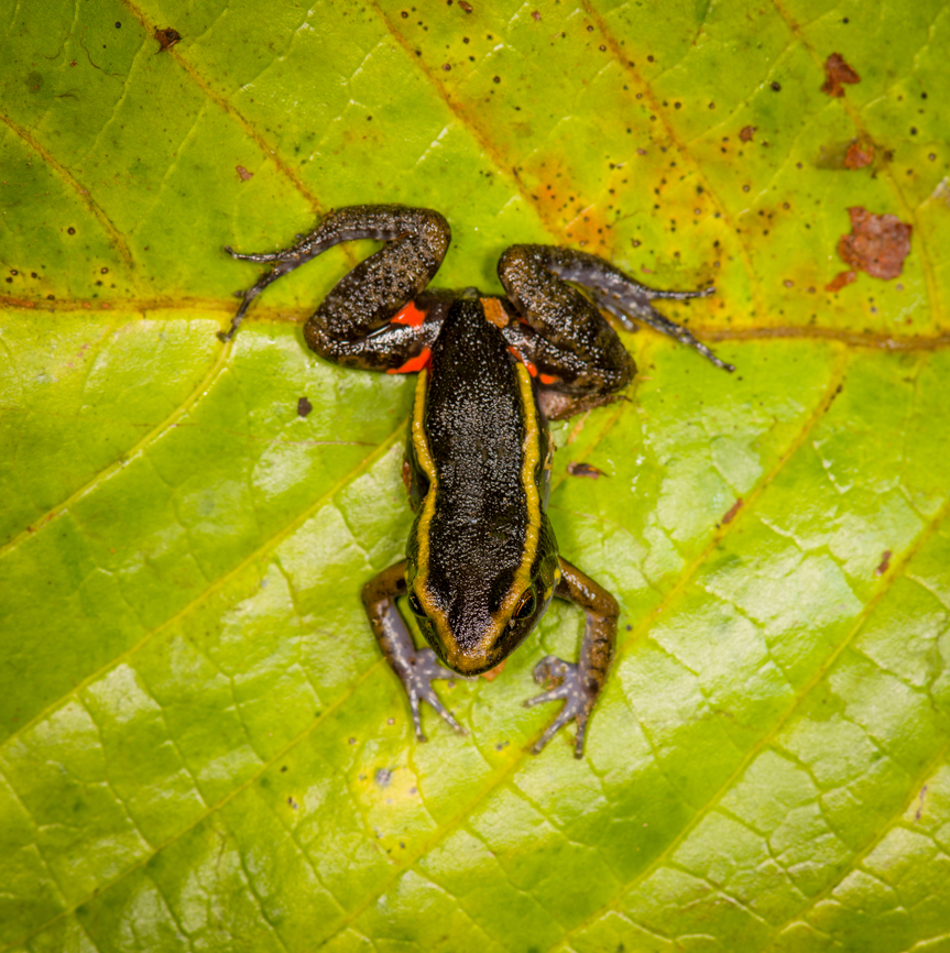 Painted Antnest Frog - top view, Sani Lodge, Ecuador The frog is named after the peculiar behavior where they nest directly inside the massive nests of leafcutter ants..and somehow get away with it unharmed. The dominant theory for now is that they emit a chemical that signals the ants not to attack. However it works, it provides an ultra safe nesting site as nobody messes with leafcutters, they are the largest animal society on the planet, after humans.<br />
<br />
It would still spent most of his life outside the nest where it deploys another tactic: it mimics a particular poison frog, thereby making predation not attractive.<br />
<figure class="photo"><a href="https://www.jungledragon.com/image/130617/painted_antnest_frog_sani_lodge_ecuador.html" title="Painted Antnest Frog, Sani Lodge, Ecuador"><img src="https://s3.amazonaws.com/media.jungledragon.com/images/2/130617_thumb.jpg?AWSAccessKeyId=05GMT0V3GWVNE7GGM1R2&Expires=1759968010&Signature=2zYRsTvnnr1nhkIbZb7RWAksSqo%3D" width="200" height="164" alt="Painted Antnest Frog, Sani Lodge, Ecuador The frog is named after the peculiar behavior where they nest directly inside the massive nests of leafcutter ants..and somehow get away with it unharmed. The dominant theory for now is that they emit a chemical that signals the ants not to attack. However it works, it provides an ultra safe nesting site as nobody messes with leafcutters, they are the largest animal society on the planet, after humans.<br />
<br />
It would still spent most of his life outside the nest where it deploys another tactic: it mimics a particular poison frog, thereby making predation not attractive.<br />
https://www.jungledragon.com/image/130618/painted_antnest_frog_-_top_view_sani_lodge_ecuador.html<br />
https://www.jungledragon.com/image/130616/painted_antnest_frog_-_frontal_sani_lodge_ecuador.html Ecuador,Ecuador 2021,Geotagged,Lithodytes,Lithodytes lineatus,Sani Lodge,South America,Spring,World,Yasuni National Park" /></a></figure><br />
<figure class="photo"><a href="https://www.jungledragon.com/image/130616/painted_antnest_frog_-_frontal_sani_lodge_ecuador.html" title="Painted Antnest Frog - frontal, Sani Lodge, Ecuador"><img src="https://s3.amazonaws.com/media.jungledragon.com/images/2/130616_thumb.jpg?AWSAccessKeyId=05GMT0V3GWVNE7GGM1R2&Expires=1759968010&Signature=AJgR27LONVs9X6PNFq2QgYxtfsQ%3D" width="200" height="138" alt="Painted Antnest Frog - frontal, Sani Lodge, Ecuador The frog is named after the peculiar behavior where they nest directly inside the massive nests of leafcutter ants..and somehow get away with it unharmed. The dominant theory for now is that they emit a chemical that signals the ants not to attack. However it works, it provides an ultra safe nesting site as nobody messes with leafcutters, they are the largest animal society on the planet, after humans.<br />
<br />
It would still spent most of his life outside the nest where it deploys another tactic: it mimics a particular poison frog, thereby making predation not attractive.<br />
https://www.jungledragon.com/image/130618/painted_antnest_frog_-_top_view_sani_lodge_ecuador.html<br />
https://www.jungledragon.com/image/130617/painted_antnest_frog_sani_lodge_ecuador.html Ecuador,Ecuador 2021,Geotagged,Lithodytes lineatus,Painted Antnest Frog,Sani Lodge,South America,Spring,World,Yasuni National Park" /></a></figure> Ecuador,Ecuador 2021,Geotagged,Lithodytes lineatus,Painted Antnest Frog,Sani Lodge,South America,Spring,World,Yasuni National Park