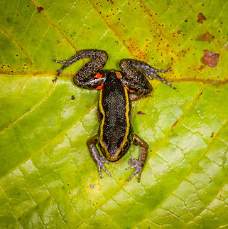 Painted Antnest Frog - top view, Sani Lodge, Ecuador The frog is named after the peculiar behavior where they nest directly inside the massive nests of leafcutter ants..and somehow get away with it unharmed. The dominant theory for now is that they emit a chemical that signals the ants not to attack. However it works, it provides an ultra safe nesting site as nobody messes with leafcutters, they are the largest animal society on the planet, after humans.

It would still spent most of his life outside the nest where it deploys another tactic: it mimics a particular poison frog, thereby making predation not attractive.
https://www.jungledragon.com/image/130617/painted_antnest_frog_sani_lodge_ecuador.html
https://www.jungledragon.com/image/130616/painted_antnest_frog_-_frontal_sani_lodge_ecuador.html Ecuador,Ecuador 2021,Geotagged,Lithodytes lineatus,Painted Antnest Frog,Sani Lodge,South America,Spring,World,Yasuni National Park