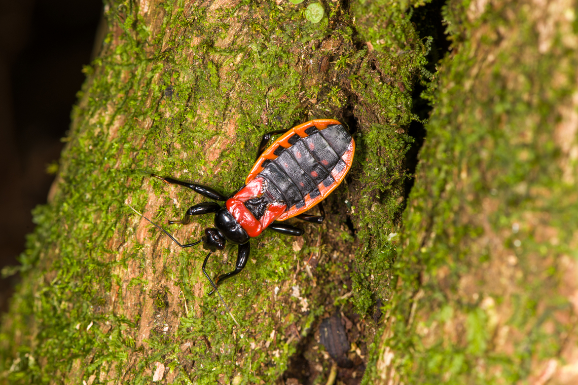 Brontostoma basalis, Sani Lodge, Ecuador I first thought it was a beetle but it&#039;s a pretty chubby assassin bug. Brontostoma basalis,Ecuador,Ecuador 2021,Geotagged,Sani Lodge,South America,Spring,World,Yasuni National Park