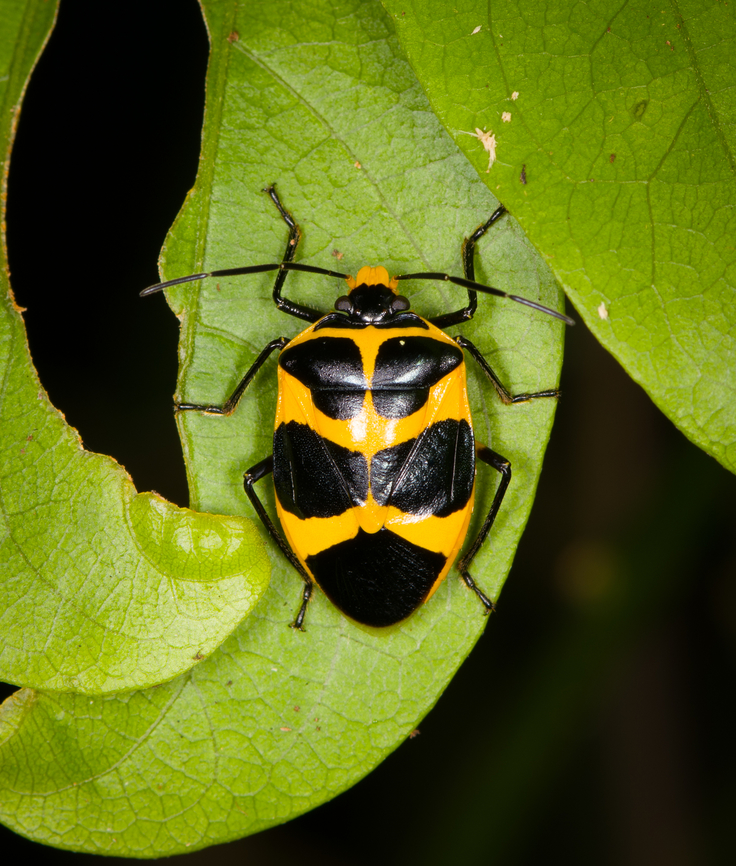 Arocera apta, Sani Lodge, Ecuador  Arocera apta,Ecuador,Ecuador 2021,Geotagged,Sani Lodge,South America,Spring,World,Yasuni National Park