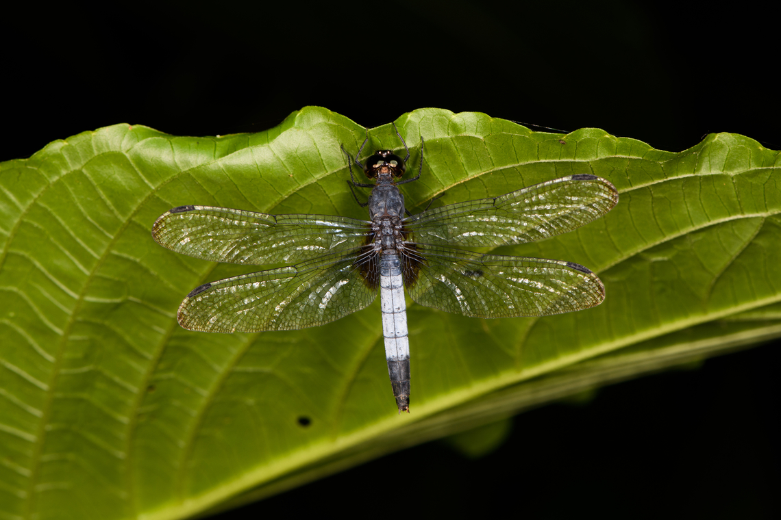 White-tailed Dragonlet at night, Sani Lodge, Ecuador  Ecuador,Ecuador 2021,Erythrodiplax unimaculata,Geotagged,Sani Lodge,South America,Spring,White-tailed Dragonlet,World,Yasuni National Park