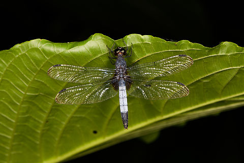 White-tailed Dragonlet at night, Sani Lodge, Ecuador  Ecuador,Ecuador 2021,Erythrodiplax unimaculata,Geotagged,Sani Lodge,South America,Spring,White-tailed Dragonlet,World,Yasuni National Park
