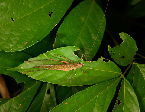 Light brown katydid, Sani Lodge, Ecuador Photo is rotated. Ecuador,Ecuador 2021,Geotagged,Sani Lodge,South America,Spring,World,Yasuni National Park