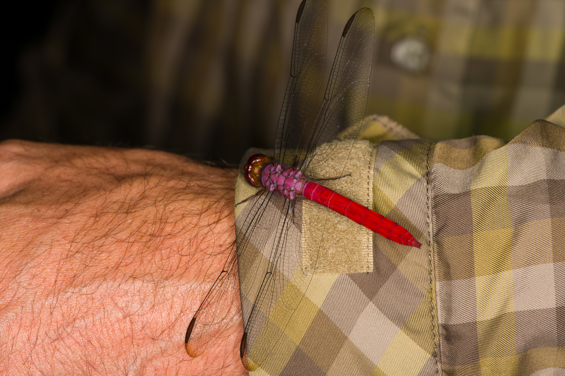 Red-tailed Skimmer, Sani Lodge, Ecuador Found at night on our friend and guide Manuel. There&#039;s at least 3 other species sharing these color patterns in the area:<br />
<br />
- Erythemis haematogastra<br />
- Orthemis macrostigma<br />
- Erythrodiplax castanea<br />
<br />
They are all significantly smaller and have a more narrow abdomen. Ecuador,Ecuador 2021,Geotagged,Orthemis schmidti,Red-tailed Skimmer,Sani Lodge,South America,Spring,World,Yasuni National Park