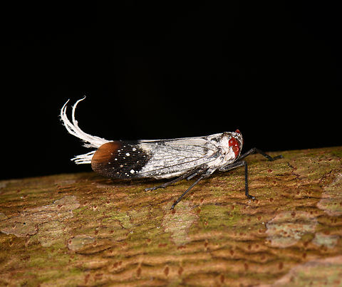 Lystra pulverulenta