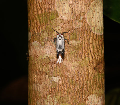 Lystra pulverulenta, Sani Lodge, Ecuador https://www.jungledragon.com/image/130670/lystra_pulverulenta_-_closeup_sani_lodge_ecuador.html Ecuador,Ecuador 2021,Geotagged,Lystra pulverulenta,Red-dotted Planthopper,Sani Lodge,South America,Spring,World,Yasuni National Park