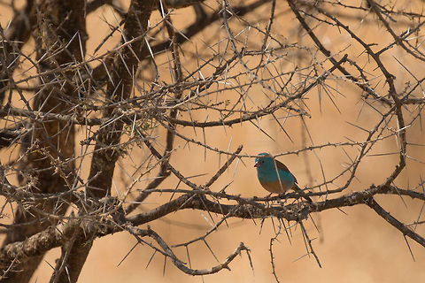 Red-cheeked Cordon-bleu in Tarangire, Tanzania This is a significant crop due to not enough focal length, so the quality isn't great. Still, and oddly colored bird it is. Africa,Red-cheeked Cordon-bleu,Tanzania,Tarangire,Tarangire National Park,Uraeginthus bengalus