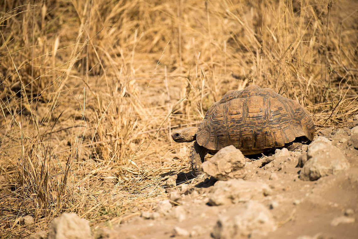 Leopard Tortoise on Tarangire NP sand road, Tanzania This tortoise was lucky to survive our jeep, luckily the guide showed some excellent spotting and driving skills.  Africa,Leopard tortoise,Stigmochelys pardalis,Tanzania,Tarangire,Tarangire National Park