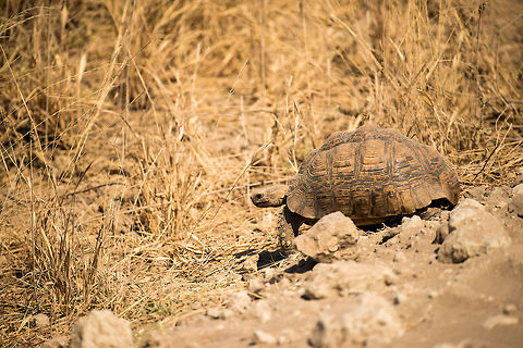 Leopard Tortoise on Tarangire NP sand road, Tanzania This tortoise was lucky to survive our jeep, luckily the guide showed some excellent spotting and driving skills.  Africa,Leopard tortoise,Stigmochelys pardalis,Tanzania,Tarangire,Tarangire National Park