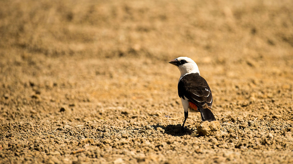 White-headed Buffalo Weaver on ground in Tarangire NP, Tanzania  Africa,Dinemellia dinemelli,Tanzania,Tarangire,Tarangire National Park,White-headed Buffalo Weaver