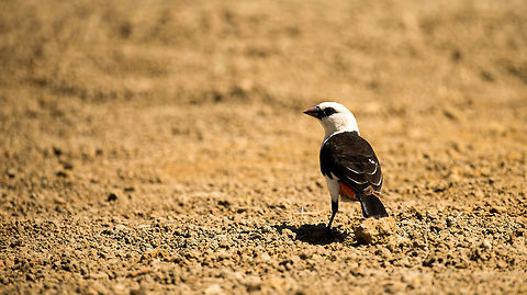 White-headed Buffalo Weaver on ground in Tarangire NP, Tanzania Africa,Dinemellia dinemelli,Tanzania,Tarangire,Tarangire National Park,White-headed Buffalo Weaver