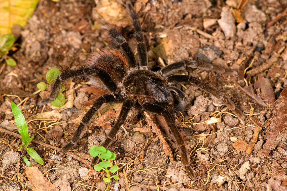 Ecuadorian Brown Velvet Tarantula, Sani Lodge, Ecuador <figure class="photo"><a href="https://www.jungledragon.com/image/130718/ecuadorian_brown_velvet_tarantula_-_top_view_sani_lodge_ecuador.html" title="Ecuadorian Brown Velvet Tarantula - top view, Sani Lodge, Ecuador"><img src="https://s3.amazonaws.com/media.jungledragon.com/images/2/130718_thumb.jpg?AWSAccessKeyId=05GMT0V3GWVNE7GGM1R2&Expires=1767225610&Signature=bdh2Asg6GsYke6wO8LyradtmKO4%3D" width="200" height="190" alt="Ecuadorian Brown Velvet Tarantula - top view, Sani Lodge, Ecuador https://www.jungledragon.com/image/130717/ecuadorian_brown_velvet_tarantula_sani_lodge_ecuador.html<br />
https://www.jungledragon.com/image/130719/ecuadorian_brown_velvet_tarantula_-_closeup_sani_lodge_ecuador.html Ecuador,Ecuador 2021,Ecuadorian Brown Velvet Tarantula,Geotagged,Megaphobema velvetosoma,Sani Lodge,South America,Spring,World,Yasuni National Park" /></a></figure><br />
<figure class="photo"><a href="https://www.jungledragon.com/image/130719/ecuadorian_brown_velvet_tarantula_-_closeup_sani_lodge_ecuador.html" title="Ecuadorian Brown Velvet Tarantula - closeup, Sani Lodge, Ecuador"><img src="https://s3.amazonaws.com/media.jungledragon.com/images/2/130719_thumb.jpg?AWSAccessKeyId=05GMT0V3GWVNE7GGM1R2&Expires=1767225610&Signature=hYxp3rF8228fZ6e%2FYqBbwhcfrK4%3D" width="200" height="134" alt="Ecuadorian Brown Velvet Tarantula - closeup, Sani Lodge, Ecuador https://www.jungledragon.com/image/130717/ecuadorian_brown_velvet_tarantula_sani_lodge_ecuador.html<br />
https://www.jungledragon.com/image/130718/ecuadorian_brown_velvet_tarantula_-_top_view_sani_lodge_ecuador.html Ecuador,Ecuador 2021,Ecuadorian Brown Velvet Tarantula,Geotagged,Megaphobema velvetosoma,Sani Lodge,South America,Spring,World,Yasuni National Park" /></a></figure> Ecuador,Ecuador 2021,Ecuadorian Brown Velvet Tarantula,Geotagged,Megaphobema velvetosoma,Sani Lodge,South America,Spring,World,Yasuni National Park
