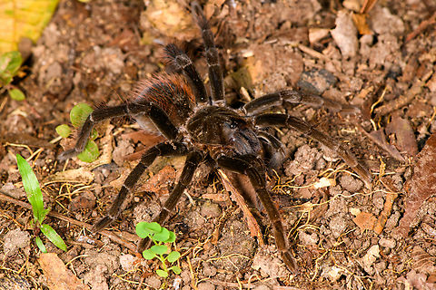 Ecuadorian Brown Velvet Tarantula, Sani Lodge, Ecuador https://www.jungledragon.com/image/130718/ecuadorian_brown_velvet_tarantula_-_top_view_sani_lodge_ecuador.html
https://www.jungledragon.com/image/130719/ecuadorian_brown_velvet_tarantula_-_closeup_sani_lodge_ecuador.html Ecuador,Ecuador 2021,Ecuadorian Brown Velvet Tarantula,Geotagged,Megaphobema velvetosoma,Sani Lodge,South America,Spring,World,Yasuni National Park