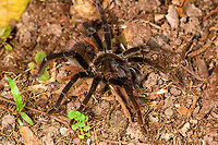 Ecuadorian Brown Velvet Tarantula, Sani Lodge, Ecuador https://www.jungledragon.com/image/130718/ecuadorian_brown_velvet_tarantula_-_top_view_sani_lodge_ecuador.html<br />
https://www.jungledragon.com/image/130719/ecuadorian_brown_velvet_tarantula_-_closeup_sani_lodge_ecuador.html Ecuador,Ecuador 2021,Ecuadorian Brown Velvet Tarantula,Geotagged,Megaphobema velvetosoma,Sani Lodge,South America,Spring,World,Yasuni National Park