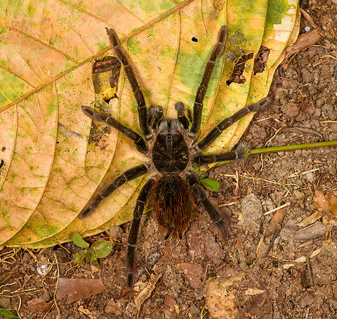 Ecuadorian Brown Velvet Tarantula - top view, Sani Lodge, Ecuador https://www.jungledragon.com/image/130717/ecuadorian_brown_velvet_tarantula_sani_lodge_ecuador.html
https://www.jungledragon.com/image/130719/ecuadorian_brown_velvet_tarantula_-_closeup_sani_lodge_ecuador.html Ecuador,Ecuador 2021,Ecuadorian Brown Velvet Tarantula,Geotagged,Megaphobema velvetosoma,Sani Lodge,South America,Spring,World,Yasuni National Park