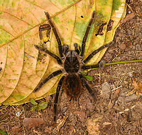 Ecuadorian Brown Velvet Tarantula - top view, Sani Lodge, Ecuador https://www.jungledragon.com/image/130717/ecuadorian_brown_velvet_tarantula_sani_lodge_ecuador.html<br />
https://www.jungledragon.com/image/130719/ecuadorian_brown_velvet_tarantula_-_closeup_sani_lodge_ecuador.html Ecuador,Ecuador 2021,Ecuadorian Brown Velvet Tarantula,Geotagged,Megaphobema velvetosoma,Sani Lodge,South America,Spring,World,Yasuni National Park